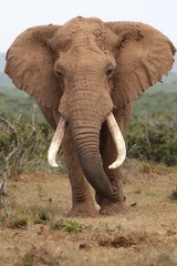 Wall Mural - african elephant bull