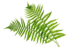 Two Green Leaves Of Fern Isolated On White
