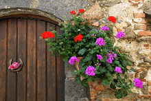 Geranium In A Pot Near A Front Door With A Horseshoe