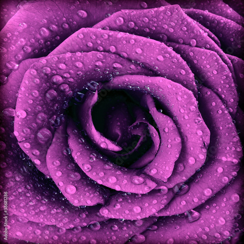 Plakat na zamówienie Purple dark rose background