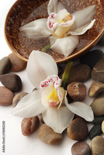 Fototapeta na wymiar Orchid on the stones