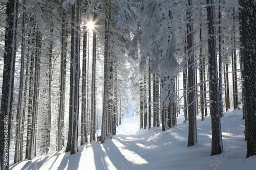 Board z aluminiowym obramowaniem Leśny szlak wśród oszronionych sosn