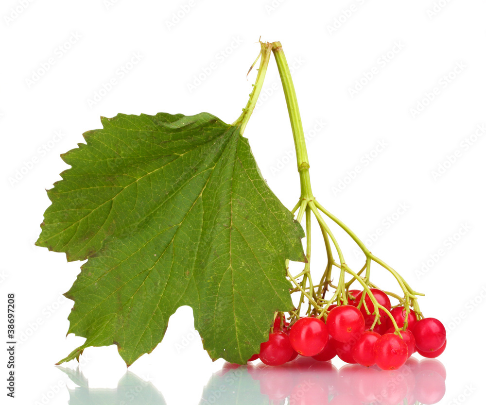 red berries of viburnum with leaf isolated on white