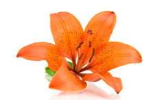 Orange Lily Isolated On White Background