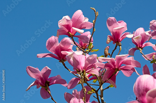 Board z aluminiowym obramowaniem Magnolia