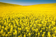 Yellow Field Rapeseed In Bloom