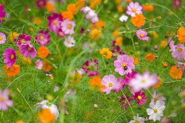 Wall Mural - A field of cosmos flowers