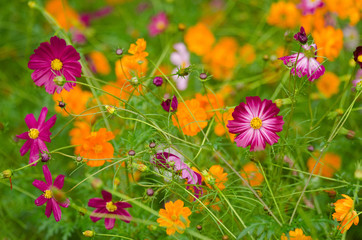 Wall Mural - A field of cosmos flowers