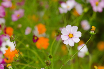 Wall Mural - A field of cosmos flowers