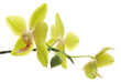 Yellow orchids isolated white  background