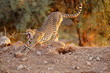 gähnender Gepard im Amboseli