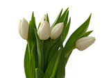 Fototapeta Tulipany - weißer Tulpenstrauß