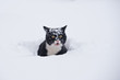 © pio3 - Black and white cat walking in the snow.