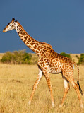 Fototapeta Zwierzęta - Giraffe on the Masai Mara National Reserve - Kenya