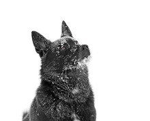 Black Dog In Winter