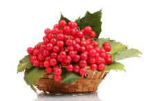 Red Berries Of Viburnum In Basket Isolated On White