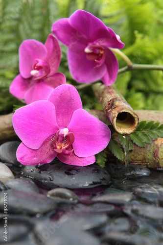 Naklejka nad blat kuchenny Różowa orchidea z bambusem w tle