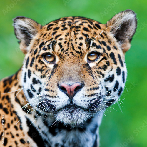 Jaguar - Panthera onca: comprar esta foto de stock y explorar imágenes