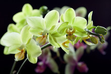 Yellow And Purple Orchids Isolated On Black Background
