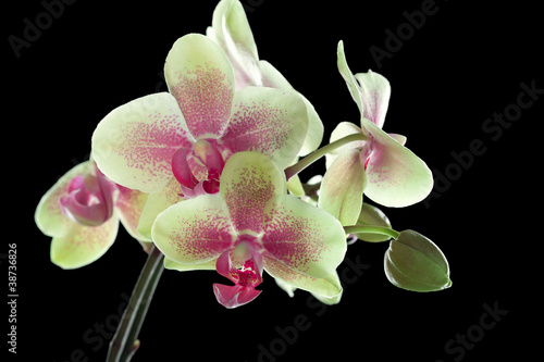 Obraz na płótnie canvas Żółta i purpurowa orchidea odizolowywająca na czarnym tle