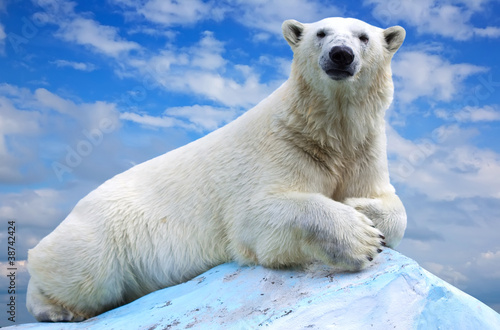 Fotoboard na płycie Niedźwiedź polarny