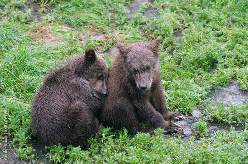 Fotoboard na płycie Niedźwiadki grizzly