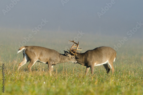 Fotoboard na płycie Dwa jelenie whitetail sparingi w otwartej łące