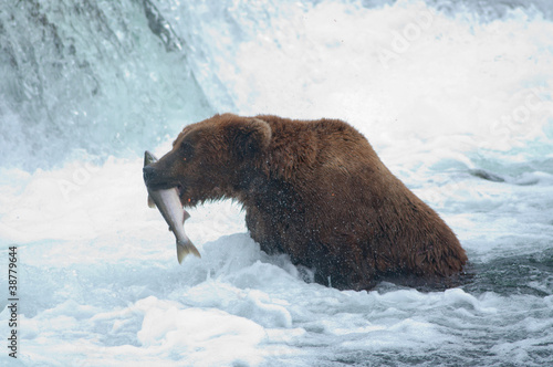 Fotoboard na płycie Alaskan niedźwiedź brunatny z łososiem