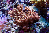 Fototapeta Do akwarium - Coral in aquarium