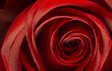 Ruby Red Rose