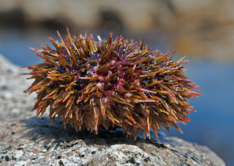 Canvas Print - Sea-urchin 11