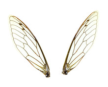 Isolated Cicada (Jar FLy) Wings
