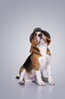 Beagle dog wearing a hat.