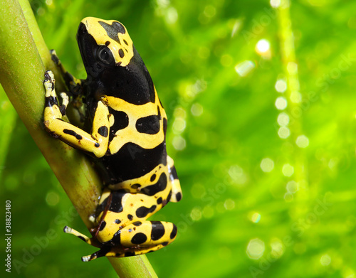 Obraz na płótnie canvas trzyczęściowy "tryptyk" Trucizna dart frog dendrobates leucomelas.