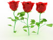 The red glass roses are not white №2