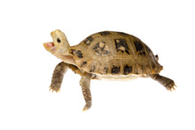 Pet Turtle Tortoise