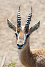 Gazelle In Safari