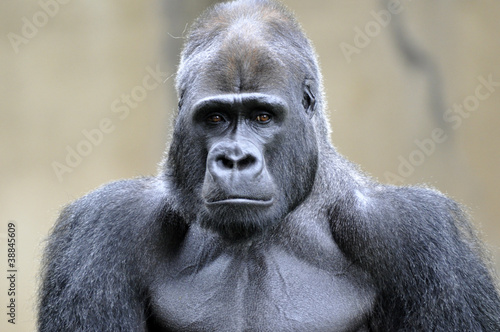Fényképezés  "Silverback Gorilla"
