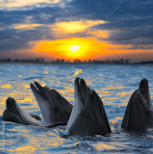 Fototapeta na wymiar dolphins