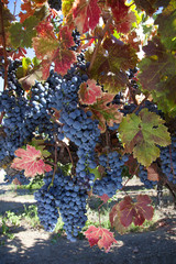 Red Wine Grapes on Vine