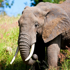 Wall Mural - Elephant in the Tarangire National Park, Tanzania