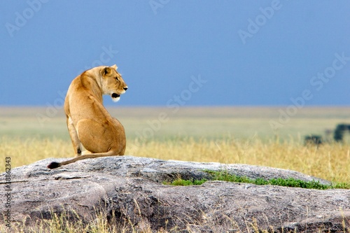 Board z aluminiowym obramowaniem Sam simba