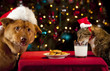© Michael Pettigrew - Cat and Dog taking over Santa's cookies and milk