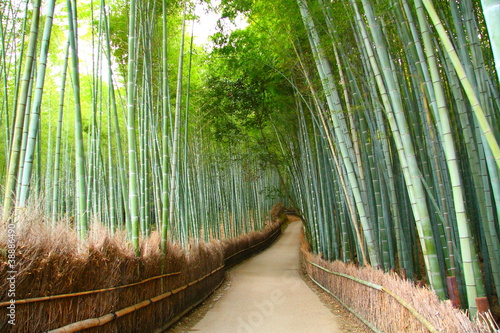 Obraz w ramie Foret de bambou à Kyoto