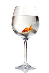 Wall Mural - Goldfish in glass isolated on white