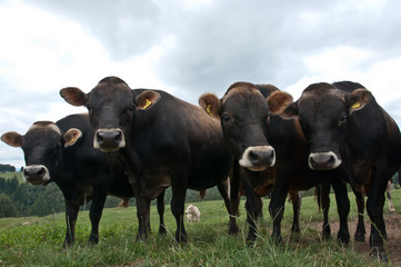 Herd of Jersey (breed) cattle