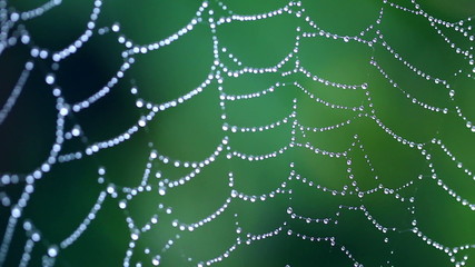 Macro View of Beautiful Spider web with water drops