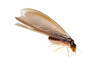 termite white ant