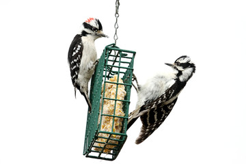 Sticker - Downy Woodpeckers (Picoides pubescens)