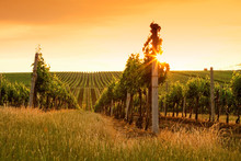 Evening View Of The Vineyards